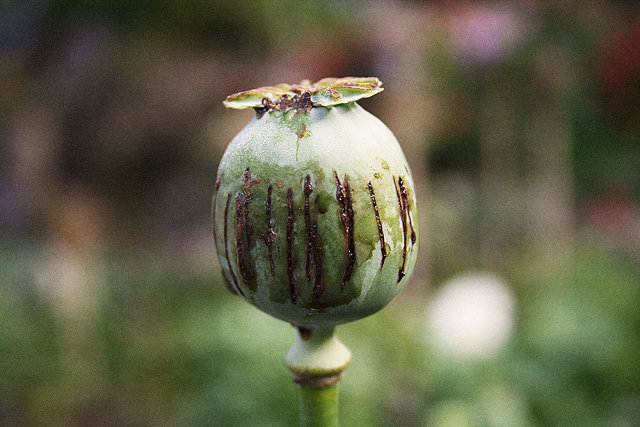 Now We Don't Need Poppies: Scientists Create Opiates In A Lab | Co ...